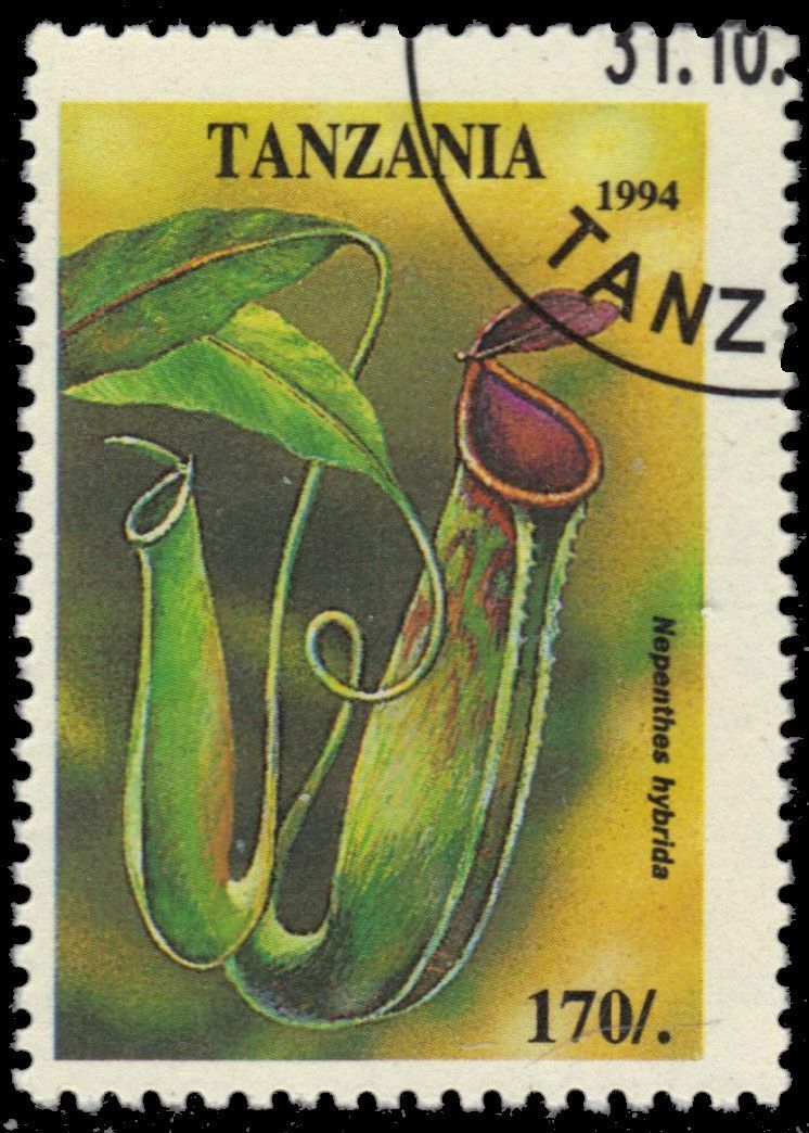 Tanzania 1306 - Pitcher Plant "nepenthes Hybrida" (pb12230)